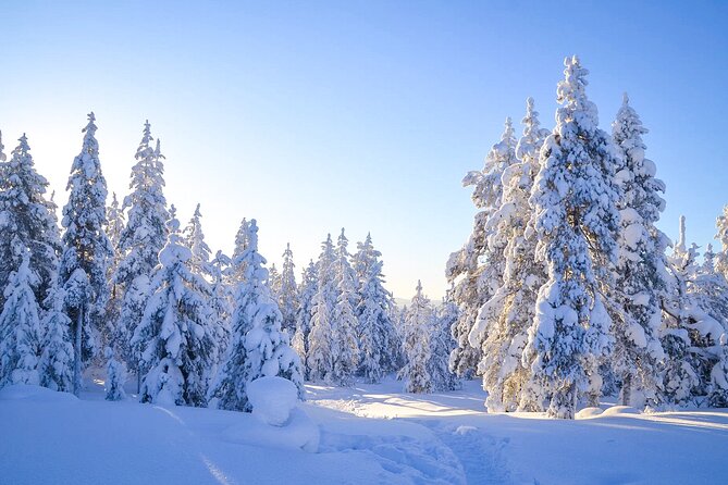 1-Hour Snowmobile Safari Adventure in Rovaniemi - Starting at Wild About Lapland on Rovakatu