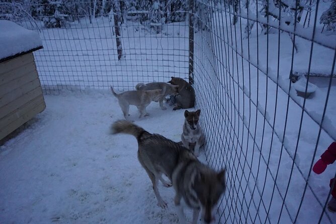 10 km Authentic Husky Safari in the Taiga Forest - Family Kennel - Why This 10 km Taiga Sled Run Feels Like Real Lapland