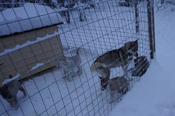 10 km Authentic Husky Safari in the Taiga Forest – Family Kennel - Meeting the Huskies: Instructions, Safety, and Real Mushing Control