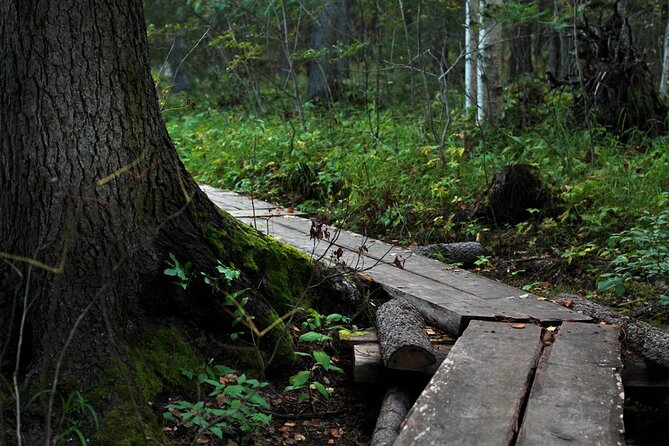 2.5 Hours Hike in Vaattunkikongas Forest Trail - Why Vaattunkikongas Forest feels like real Lappish quiet