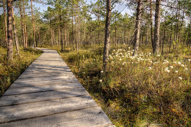 2.5 Hours Hike in Vaattunkikongas Forest Trail - Price and value: what $107.76 buys you in real terms