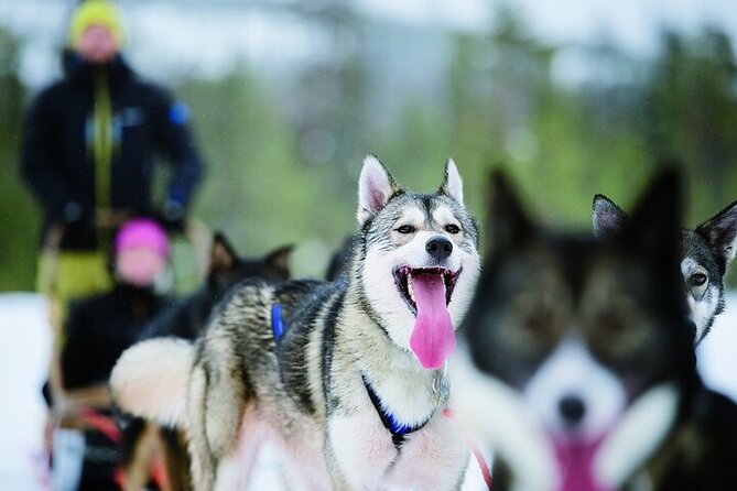 5KM Husky Sled Ride from Levi - Key Things I’d Tell a Friend Before You Go