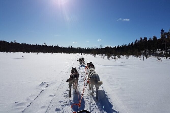 5KM Husky Sled Ride from Levi - Why This 5 km Husky Ride Feels Different From the Usual Lapland Tour