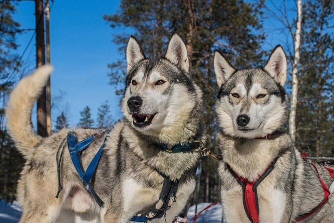 5KM Husky Sled Ride from Levi - The 5 km Self-Drive Safari Through Snowy Forest
