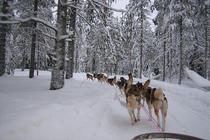 5KM Husky Sled Ride from Levi - Meeting at Levi, Then Getting Your Safety Game Plan