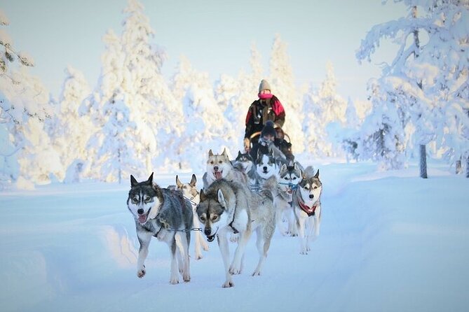 8-10km Husky Ride in the Taiga and Visit Other Farm Animals - Key highlights you will actually care about