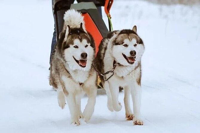 8-10km Husky Ride in the Taiga and Visit Other Farm Animals - Rovaniemi to the taiga: pickup, transfer time, and small-group feel