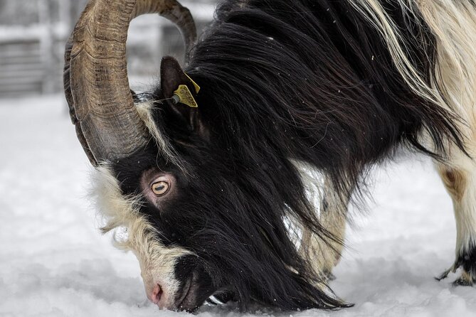 8-10km Husky Ride in the Taiga and Visit Other Farm Animals - Beyond huskies: meeting reindeer, Lapland horses, ponies, and more