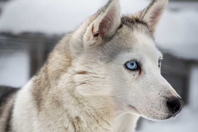 8-10km Husky Ride in the Taiga and Visit Other Farm Animals - Lunch Lapish BBQ and fire-side musher stories