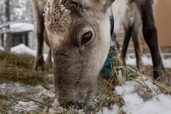 8-10km Husky Ride in the Taiga and Visit Other Farm Animals - How to prepare so the experience feels magical, not miserable