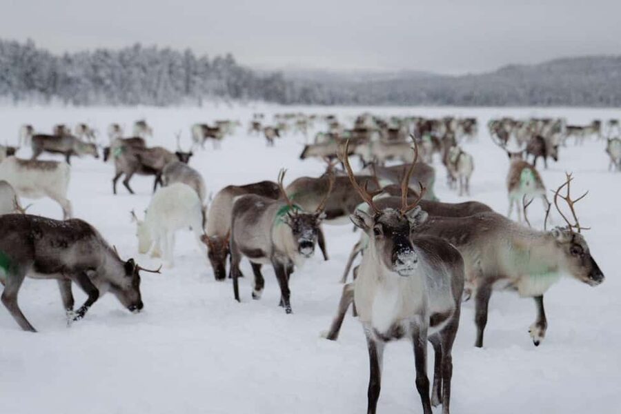 A day with reindeer herders in the wilderness - Key points to know before you go