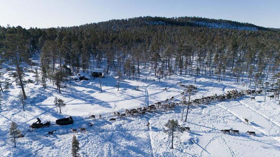 A day with reindeer herders in the wilderness - Meeting the herd and feeding reindeer up close