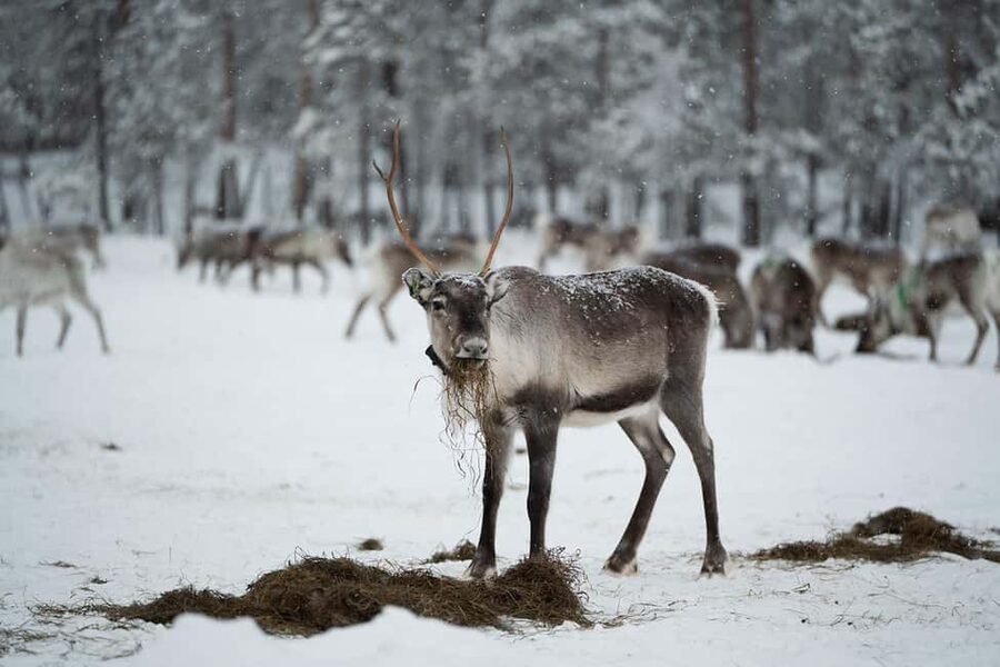 A day with reindeer herders in the wilderness - Forest fire lunch: sausages, berry juice, and the herder talk