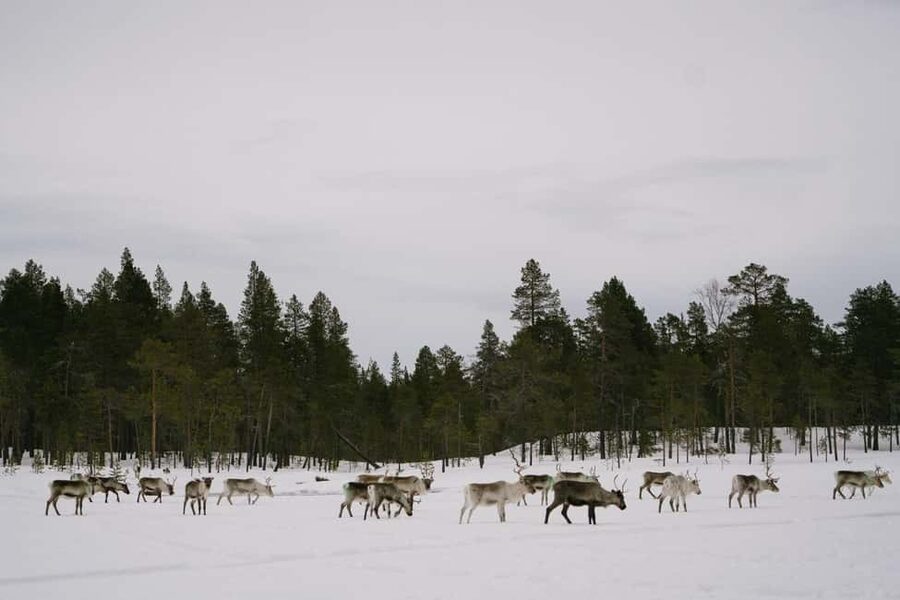 A day with reindeer herders in the wilderness - What to wear when the forecast says -20 C