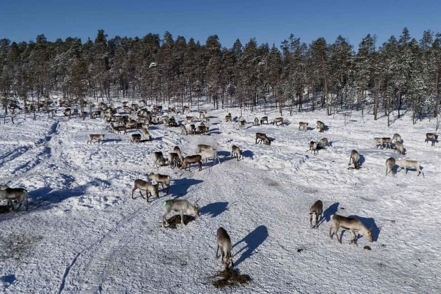 A day with reindeer herders in the wilderness - If you should book, and who should skip it