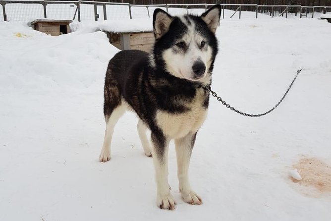 A fun 3-km Husky Safari from Levi Including a Husky Sled Ride - Safety Briefing and Sled Ride Setup in Real Winter Conditions