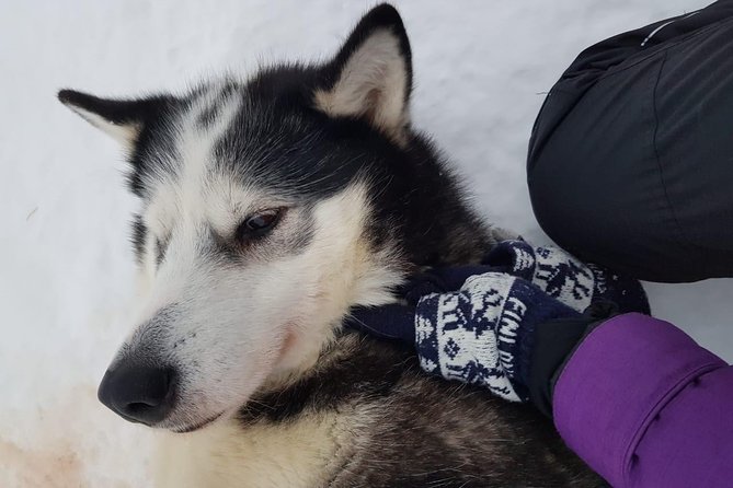 A fun 3-km Husky Safari from Levi Including a Husky Sled Ride - November Snow Changes: Carts or a Visit Instead of Sledding