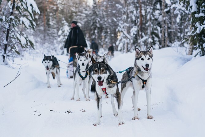 Apukka Husky Adventure in Rovaniemi - Key things to know before you go
