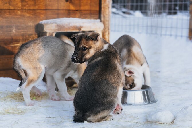 Apukka Husky Adventure in Rovaniemi - The mushing lesson, and how much control you get
