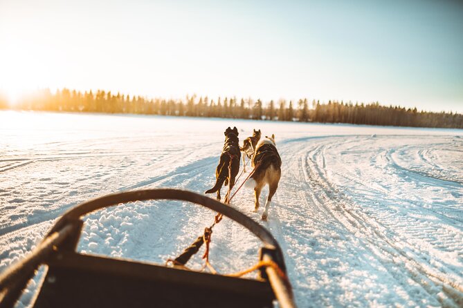 Apukka Husky Adventure in Rovaniemi - Kennels time, meeting the pack, and what you learn from it