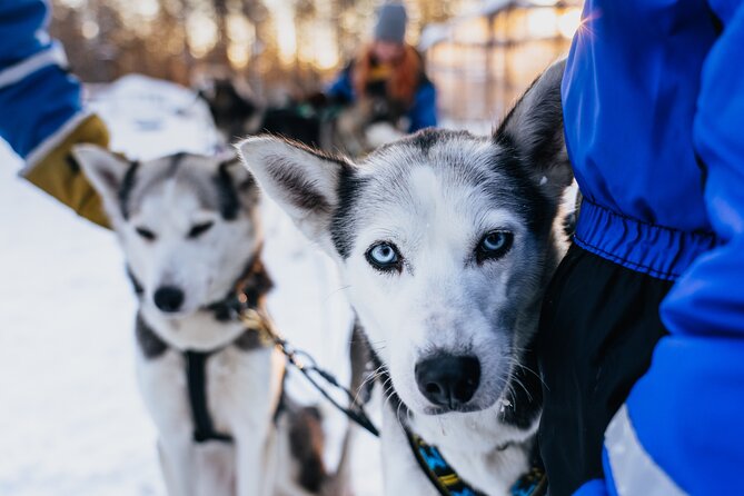 Apukka Husky Adventure in Rovaniemi - Weather hiccups: heat cancellations and snow that changes everything