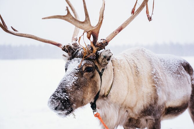 Apukka Reindeer Journey - Key Things I’d Pay Attention To