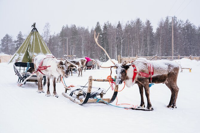 Apukka Reindeer Journey - The Kota Break: Snacks and Reindeer-Herder Stories