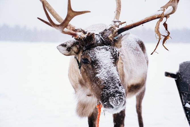 Apukka Reindeer Journey - Reindeer Interaction: Petting, Photographing, Then Riding Together