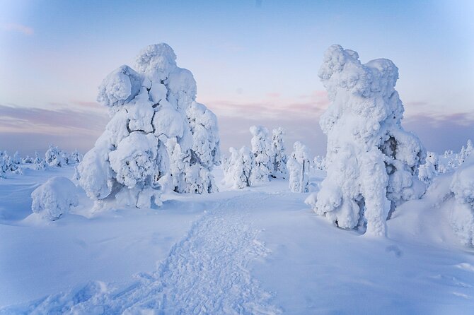 Arctic Adventure through Magical Frozen Forests of Riisitunturi - Who Should Book This Winter Wonder Hike
