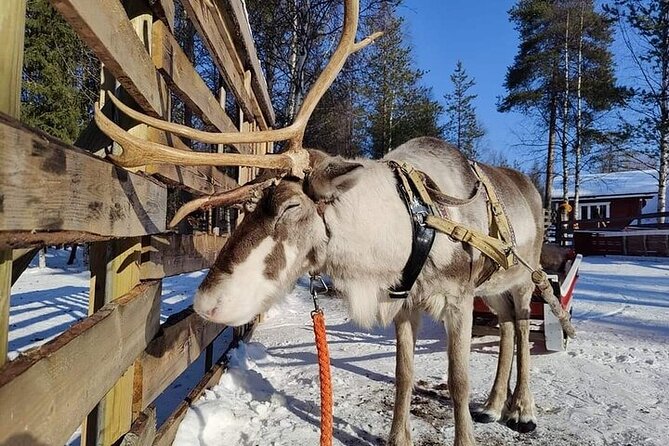 Arctic Animals Adventure with Lunch Buffet - Key highlights at a glance