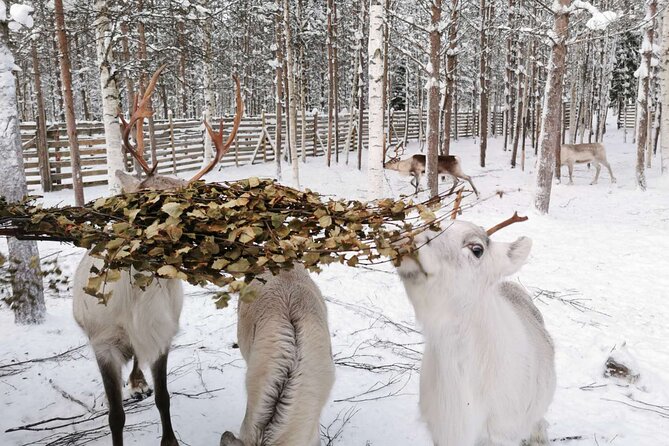 Arctic Animals Adventure with Lunch Buffet - A Lapland day built around animals, not long waits