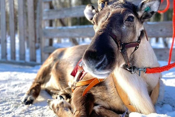 Arctic Animals Adventure with Lunch Buffet - Lunch at the zoo: a buffet break that keeps the day smooth