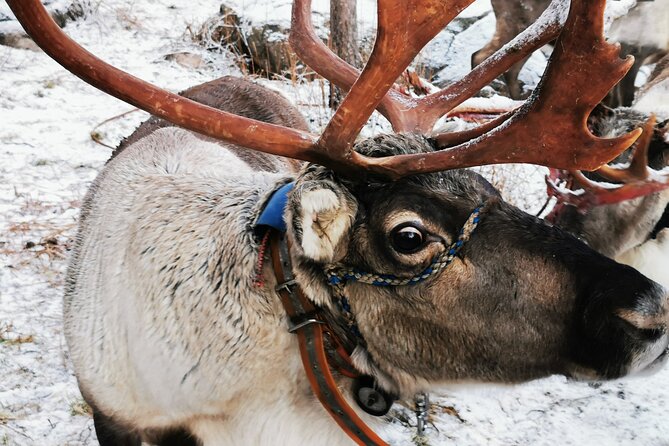 Arctic Animals Adventure with Lunch Buffet - Ranua Wildlife Park from 14:00 to 16:00: how to get more out of the visit