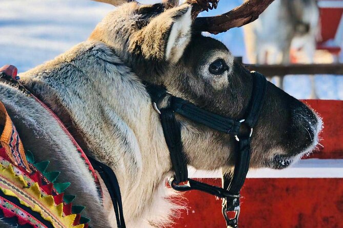 Arctic Animals Adventure with Lunch Buffet - Transport and timing: what makes the day feel organized