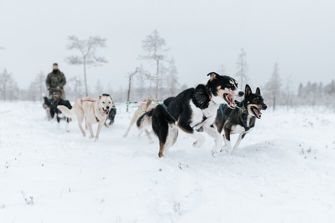 Arctic Animals Adventure with Lunch Buffet - What’s included, and what you should plan to pay for