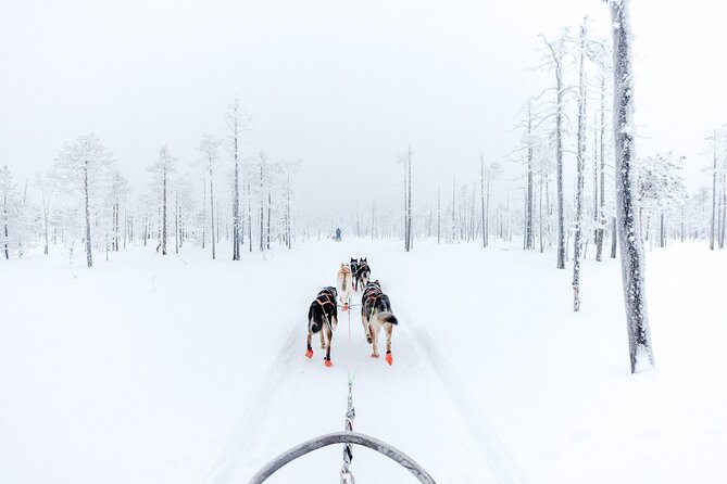 Arctic Animals Adventure with Lunch Buffet - Price and value: why $299.82 can make sense in Lapland