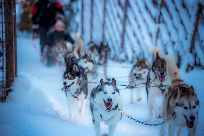 Arctic Animals Combo Safari, Reindeer and Husky Adventure - Key Takeaways Before You Go