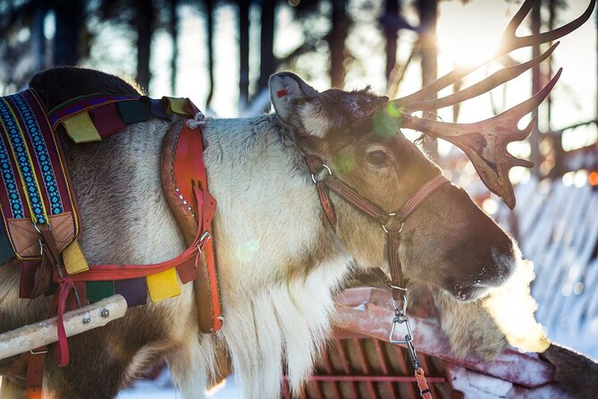 Arctic Animals Combo Safari, Reindeer and Husky Adventure - A Clever 3-Hour Combo in Rovaniemi’s Arctic Animal World