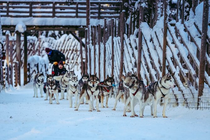 Arctic Animals Combo Safari, Reindeer and Husky Adventure - The Self-Driving Reindeer Sleigh: Safety Tips and the 500 m Circuit