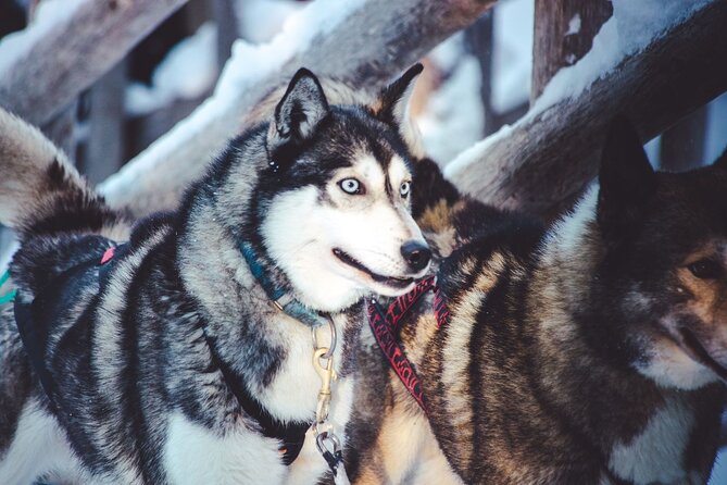 Arctic Animals Combo Safari, Reindeer and Husky Adventure - Stop 2: Arctic Circle Husky Park and the Dogs You Actually See