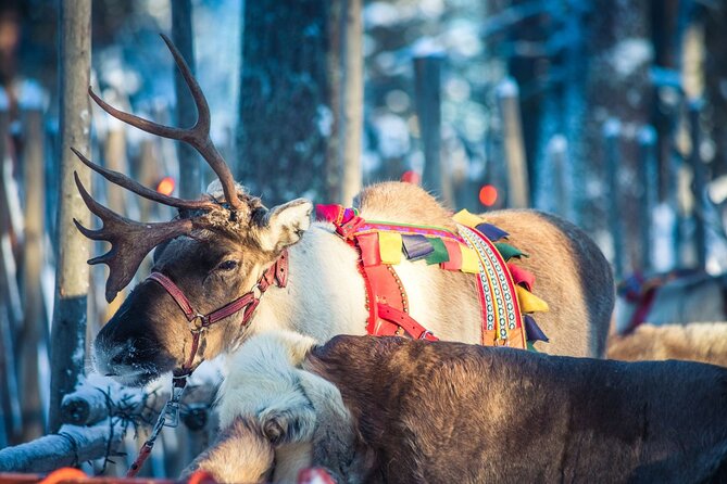 Arctic Animals Combo Safari, Reindeer and Husky Adventure - The Husky Sled Ride: Bumpy, Fun, and Short Enough to Stay Upright