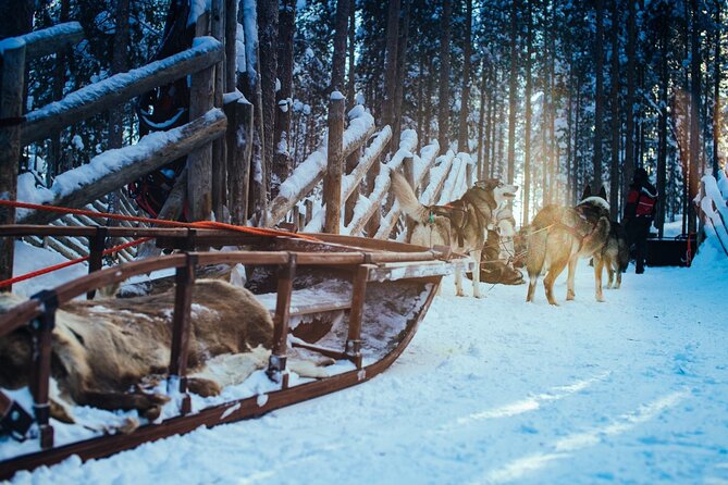 Arctic Animals Combo Safari, Reindeer and Husky Adventure - Why This Tour Format Works: Animal Learning Plus Two Ride Moments