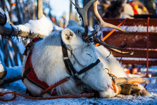 Arctic Animals Combo Safari, Reindeer and Husky Adventure - Price and Value: What $215.66 Buys in Real Winter Experience
