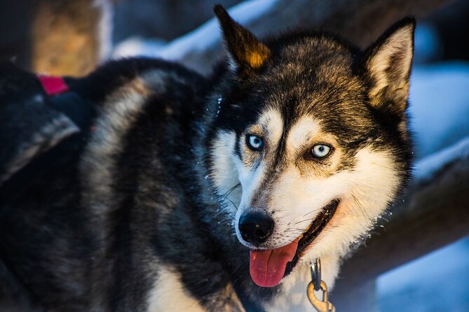 Arctic Animals Combo Safari, Reindeer and Husky Adventure - Stop 1 at Konttaniemi Reindeer Farm: A Real Farm, Not a Photo Stop