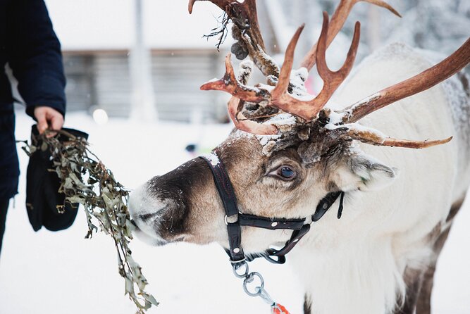 Arctic Circle Highlights Family Day - Why This Family Day in Rovaniemi Works So Well