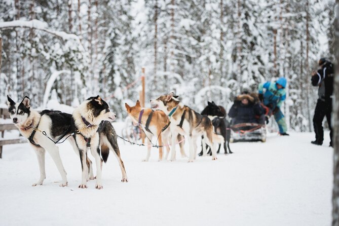 Arctic Circle Highlights Family Day - Start in Rovaniemi: Husky Sled and Reindeer Sleigh Time