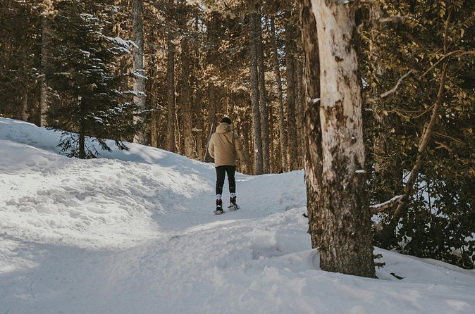 Arctic Darkness & Starlight Adventure with Snowshoes - Northern Lights chances: what to expect and how to think about timing