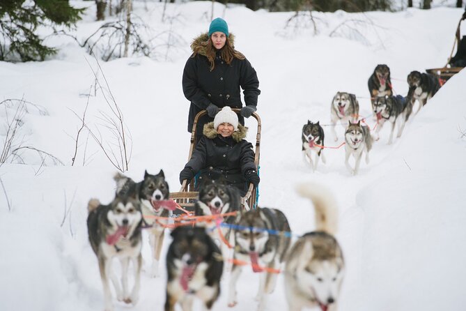 Arctic Husky Adventure in Rovaniemi - Key Highlights You’ll Care About