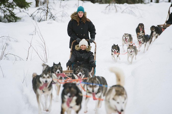 Arctic Husky Adventure in Rovaniemi - Group Size, Cars, and Why the Ride May Feel Like a Production