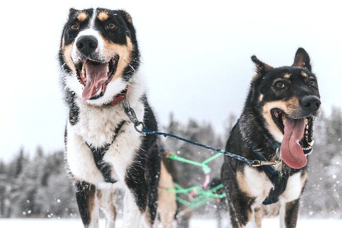 Arctic Husky Adventure in Rovaniemi - The Driver and the Trail: A Note on Responsibility